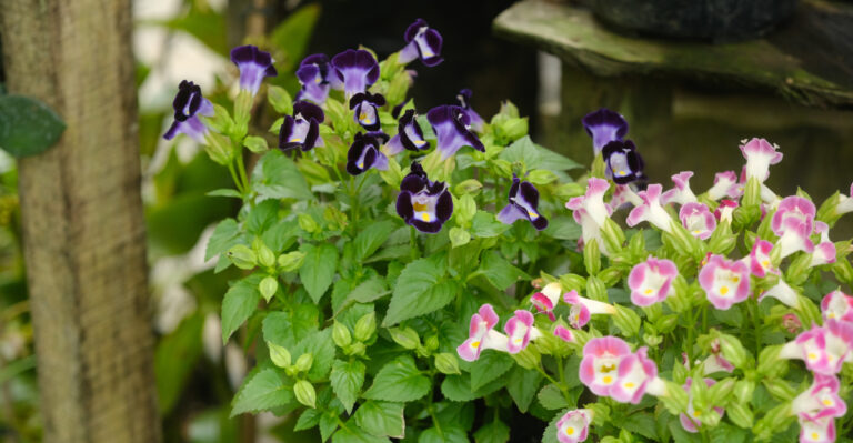 The Best Oregon Container Plants For A Porch That Gets Almost No Direct Sun