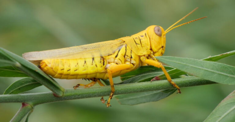 Those Big Yellow Grasshoppers In Texas Yards Have A Name And Here’s What Helps Control Them