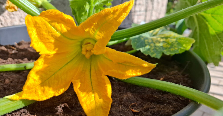9 Reasons Your Zucchini Keeps Blooming But Won’t Set Fruit