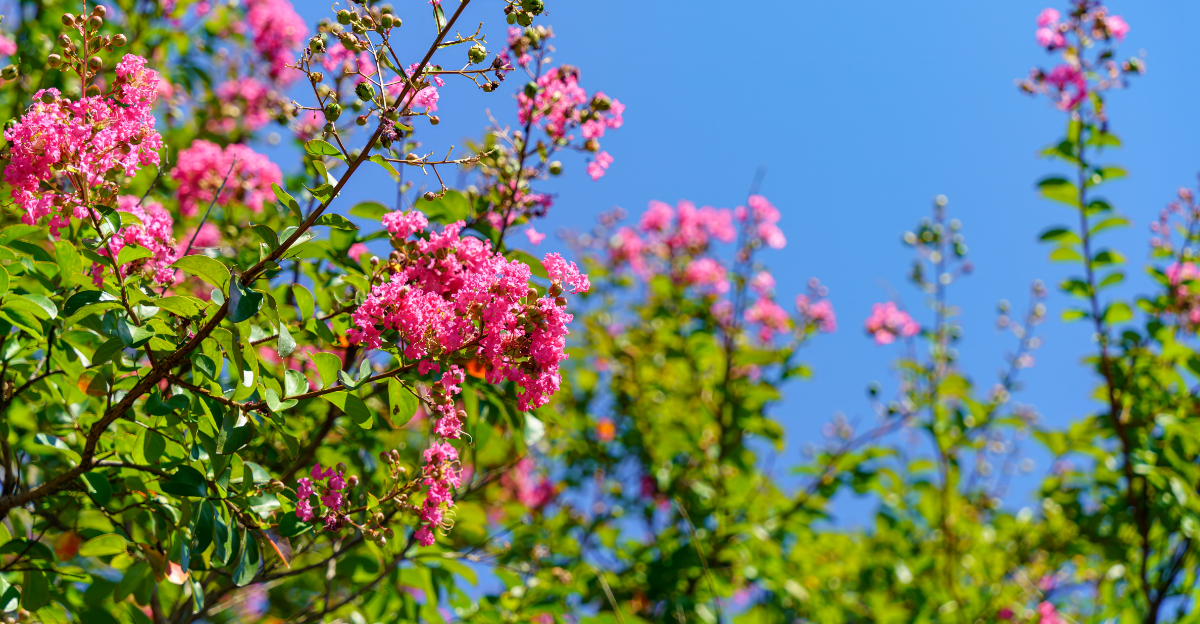 Crape Myrtle (featured image)