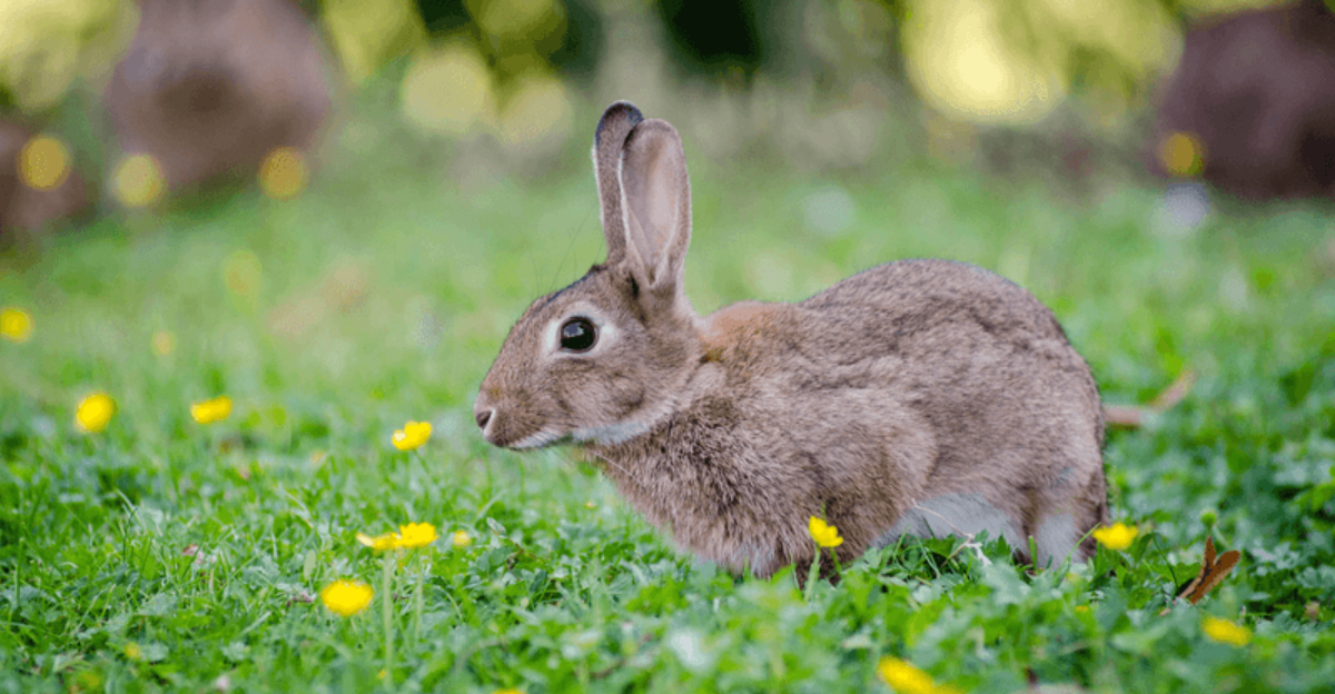 rabbit in garden