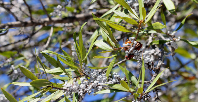 Wax Myrtle