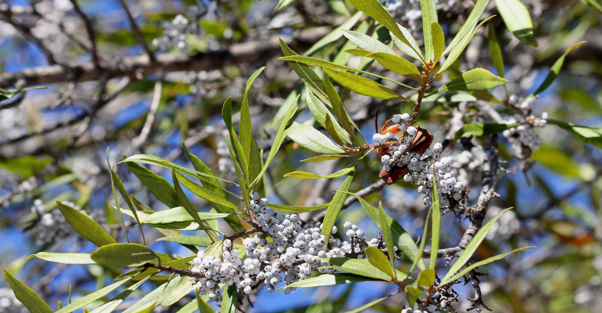 Wax Myrtle