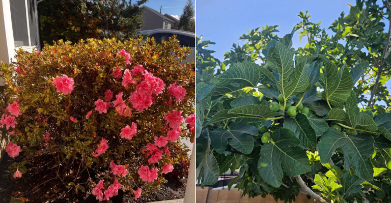 What Oregon Gardeners Should Stop Fertilizing Before September Arrives