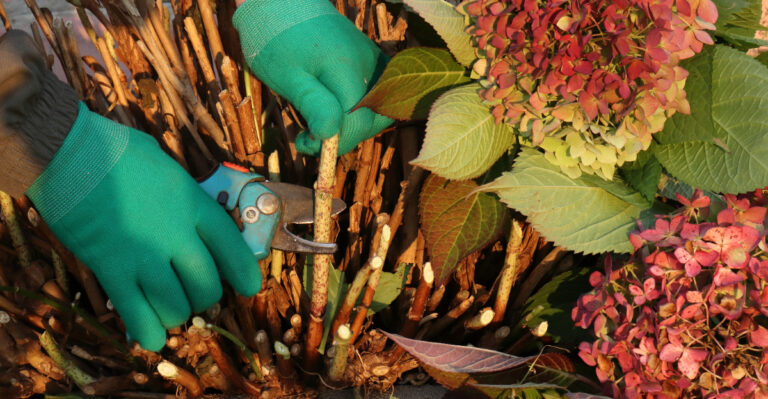Hydrangea Pruning Mistake That Maryland Gardeners Keep Making In August