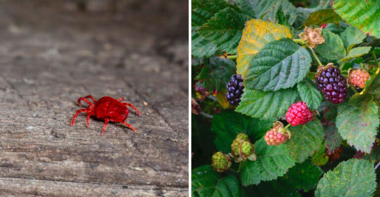 How Chiggers Differ From Ticks, And Where To Find Them In Tennessee Yards