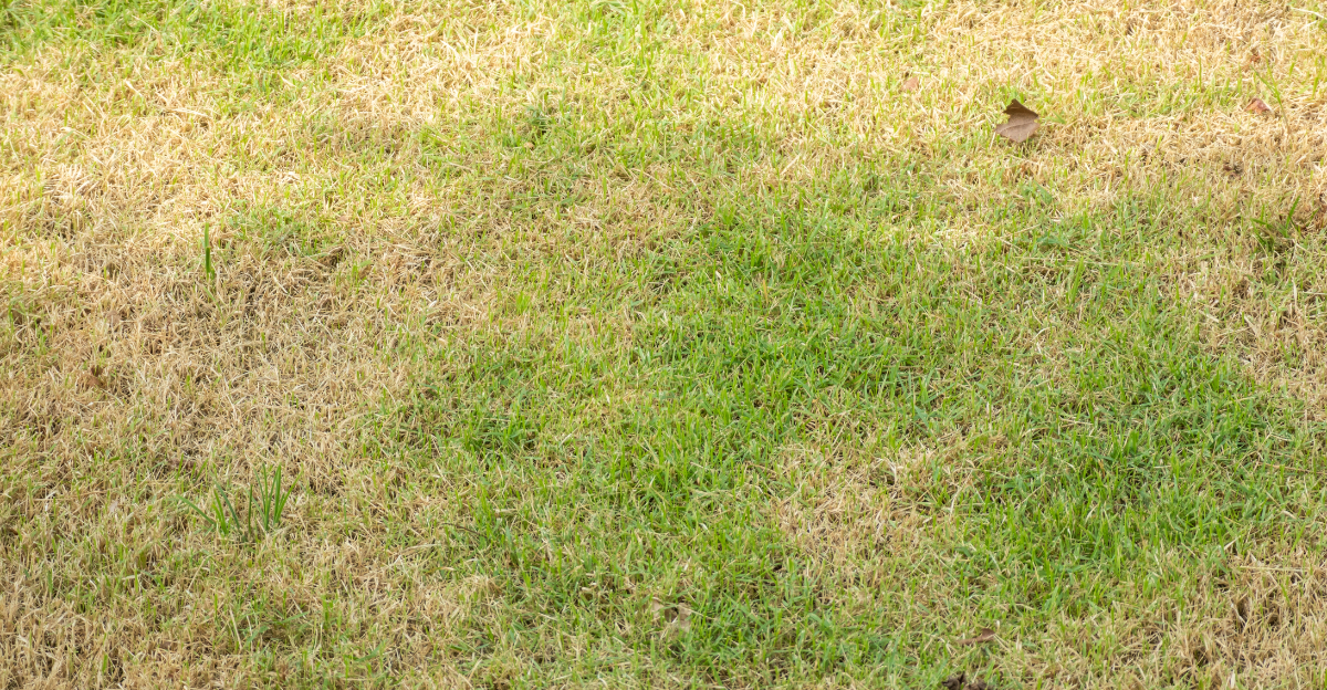 lawn (featured image)