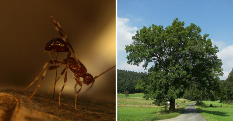 This Tiny Wasp Is Quietly Defending Maryland’s Ash Trees From An Invasive Pest