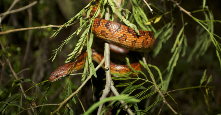corn snake florida