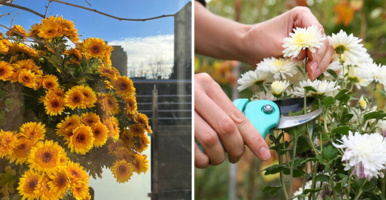 This September Mistake Can Cut Georgia Mums’ Fall Blooming Short