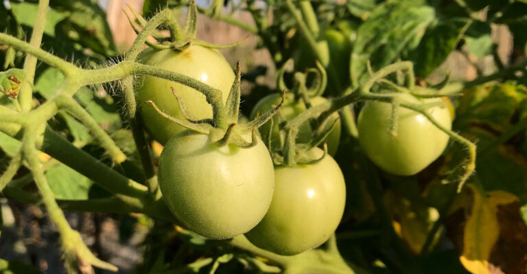 green tomatoes