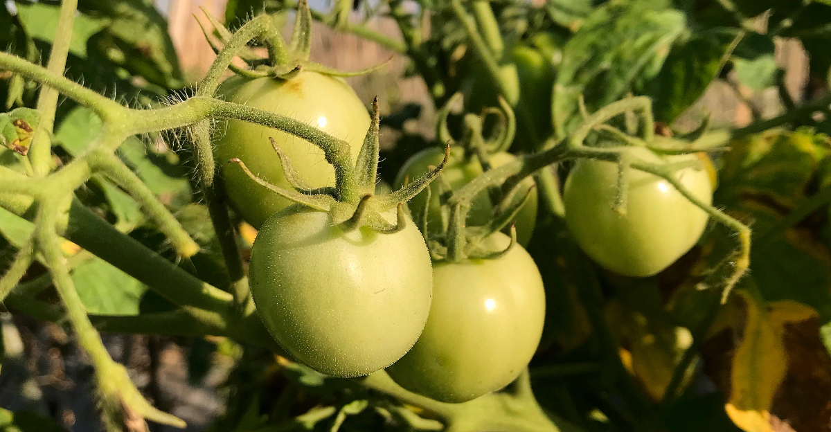 green tomatoes