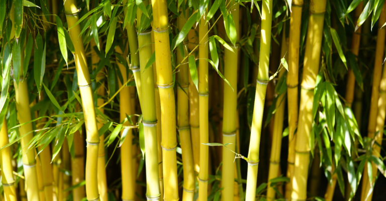 Phyllostachys aureosulcata