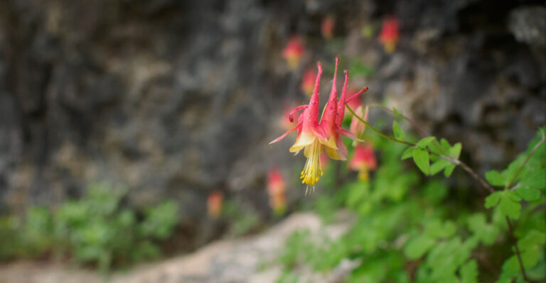 wild columbine