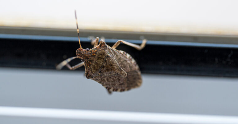This Maryland Insect Is Already Looking For A Way Indoors