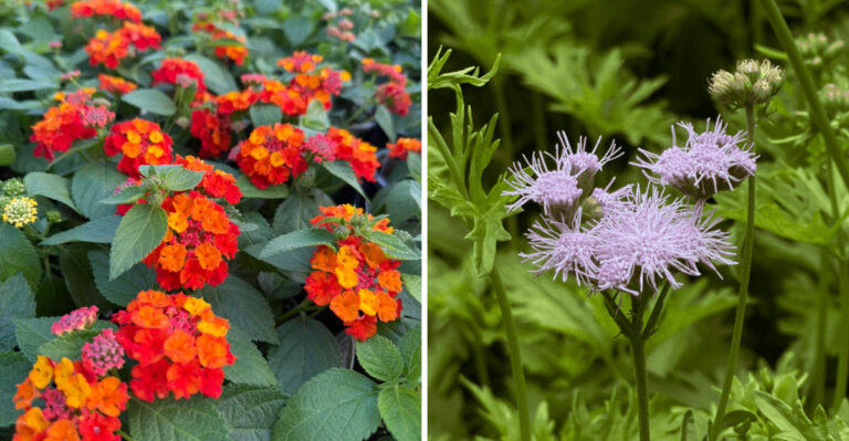 texas lantana and gregg's mistflower
