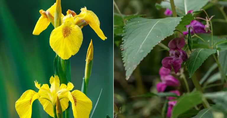The Invasive Flowers You’ll Regret Planting In Oregon Yards