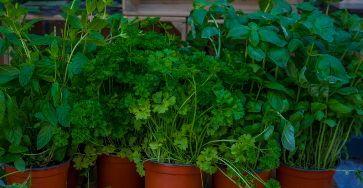 herbs