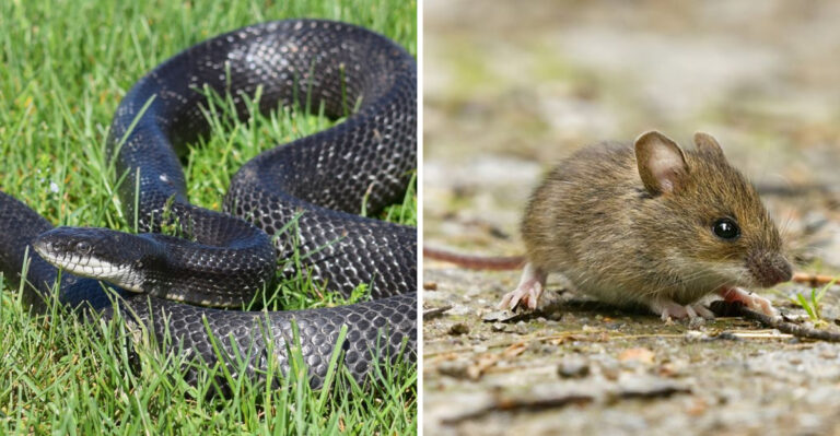 This Pennsylvania Snake Can Eat Up To 190 Mice Per Year
