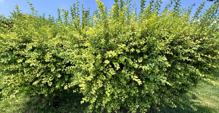 Ligustrum ovalifolium