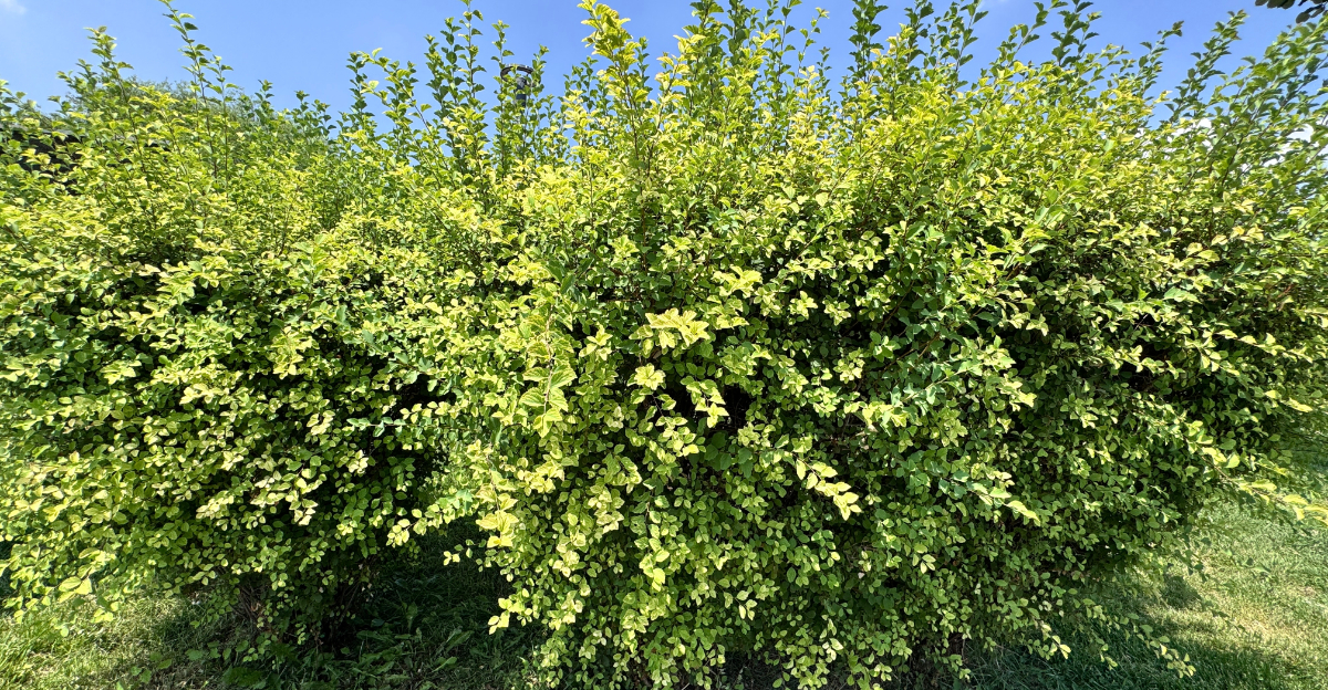 Ligustrum ovalifolium