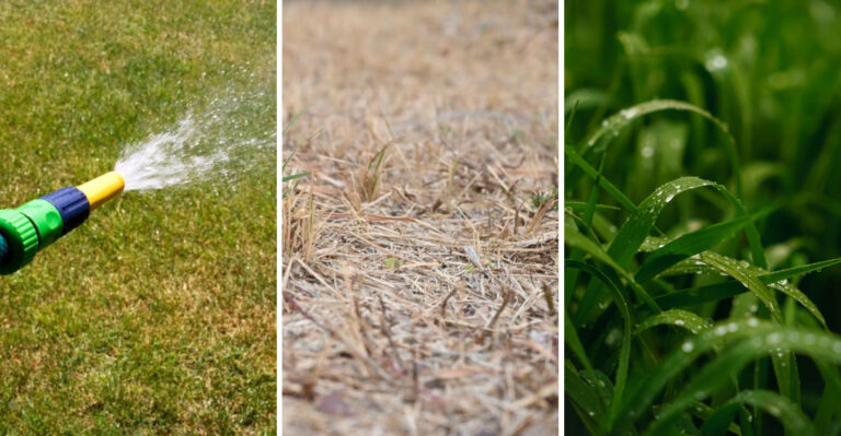 These Grass Cutting Habits Are Stressing Illinois Lawns This August