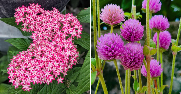 The Porch Plants That Survive Arizona’s 110-Degree Afternoons Without Wilting