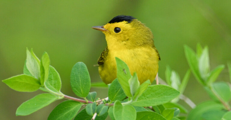 The September Backyard Habit That Can Make Migrating Birds Skip Your California Yard