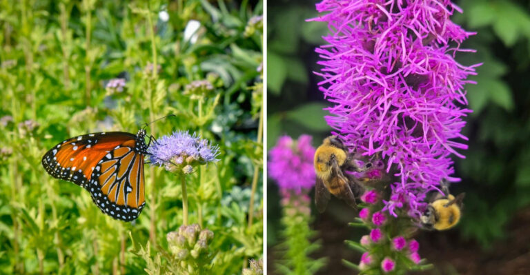 butterfly on gregg's mistflower and bees on blazing star
