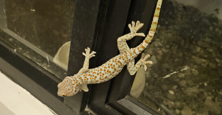 gecko