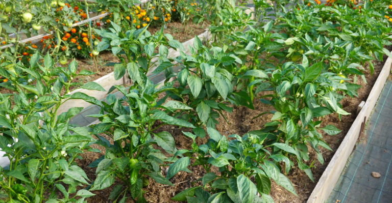 peppers and tomatoes