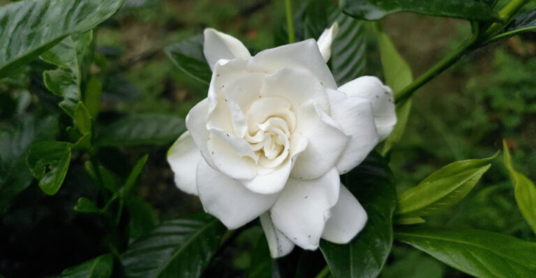 What California Gardenias Need In Late Summer Before Temperatures Cool