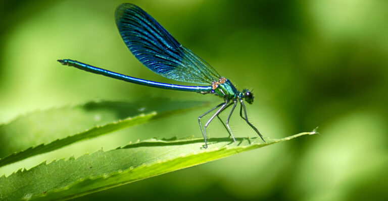 dragonfly