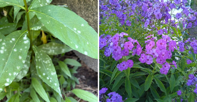 This Is When And How To Snip Garden Phlox In Ohio To Prevent Mildew