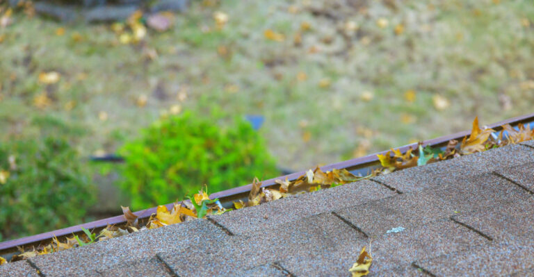 The Real Reasons Your Illinois Trees Are Losing Leaves In August