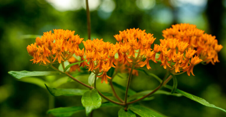 Georgia Native Plants That Keep Blooming When Everything Else Wilts In The Drought