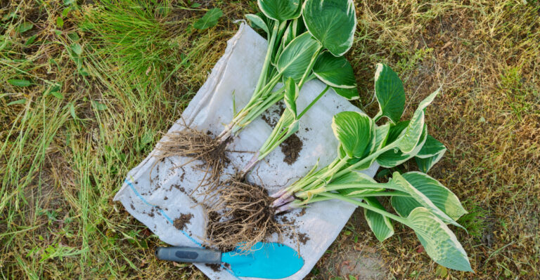 Can Hostas Make It Through Being Divided In Connecticut Summer Heat