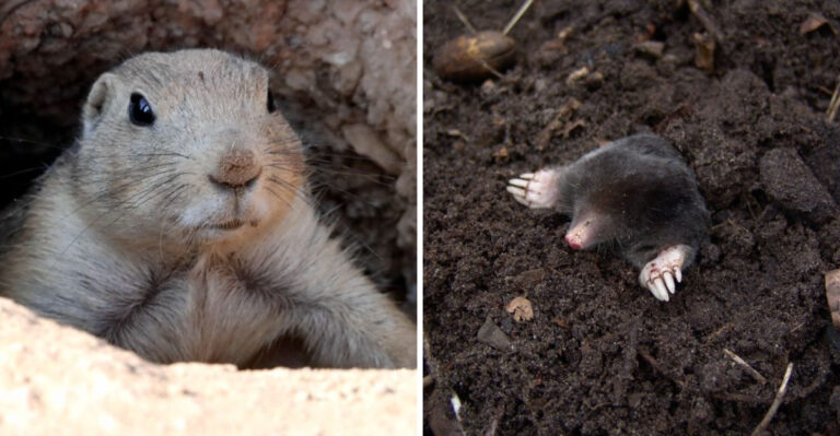 Here’s How Kansas Homeowners Can Tell Mole Holes From Vole Holes
