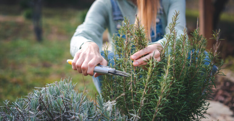 The One Thing California Rosemary Owners Skip In August That Weakens The Plant By Fall