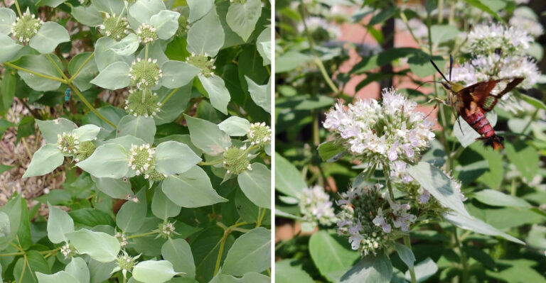 The Most Deer Resistant Native Perennial You Can Plant In Pennsylvania