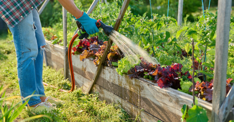 Gardener with hose watering raised garden bed