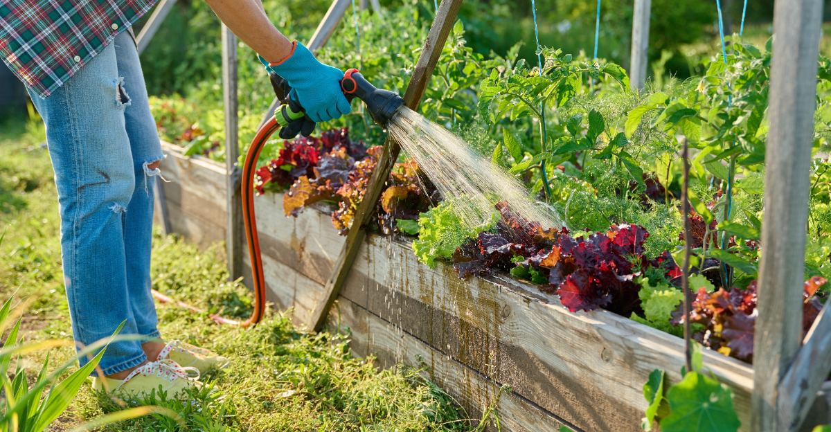 Gardener with hose watering raised garden bed