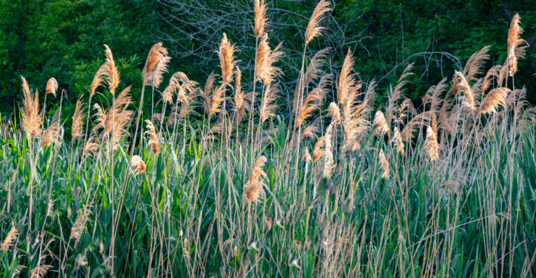 phragmites