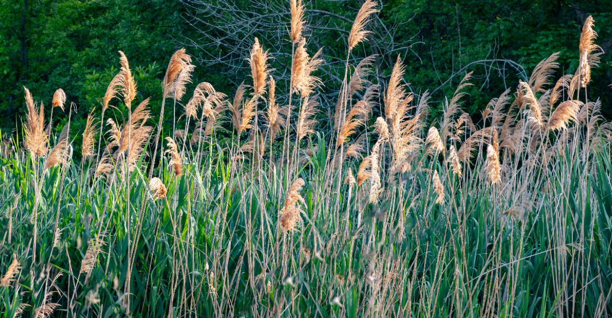 phragmites