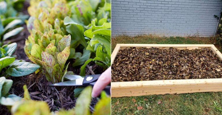 What Oregon Gardeners Should Do With Summer Vegetable Beds As September Begins