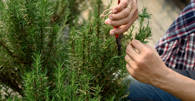 This August Pruning Task Missouri Rosemary Owners Skip That Weakens The Plant By Fall