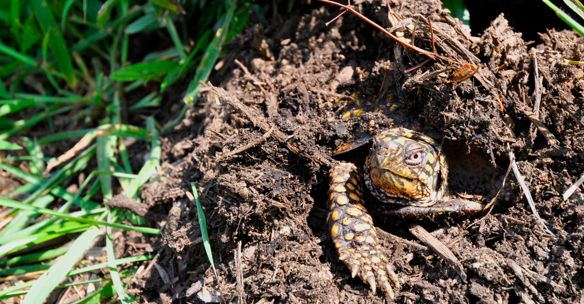 box turtle peeking