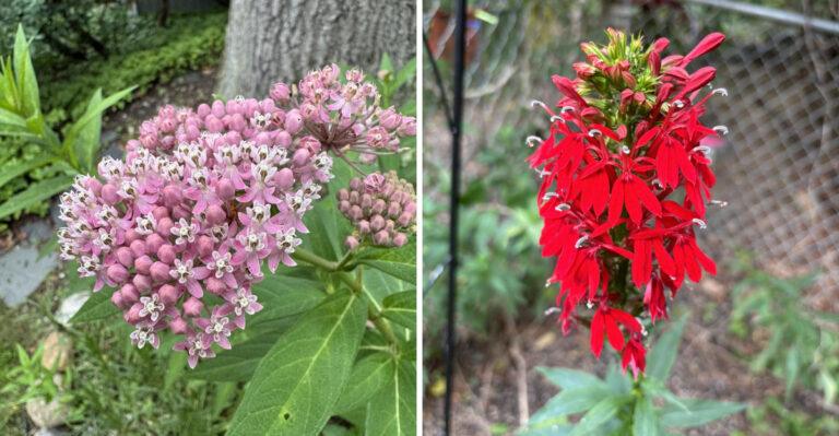 7 Native North Carolina Plants That Handle Gutter Splash Zones Better Than Mulch Alone
