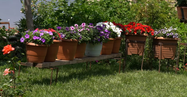 Early August Care Kentucky Container Plants Need to Bounce Back From July Heat