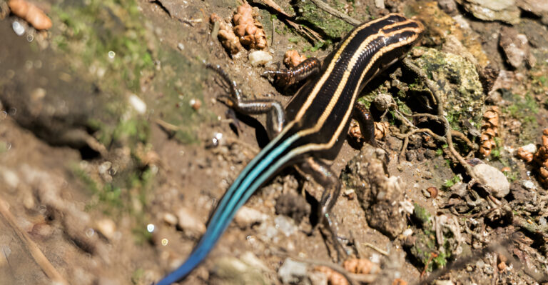 Blue-Tailed Lizards Are On The Rise In Illinois Gardens This Summer